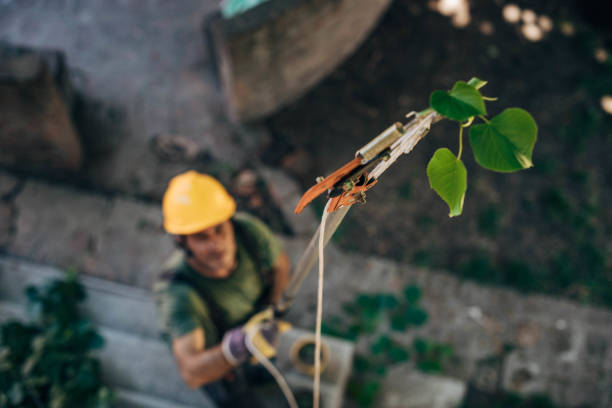  Vonore, TN Tree Service Pros